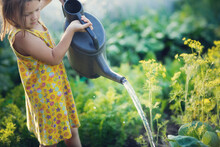 Cute Kid Girl With Big Watering Can Waters Beds In Garden In Summer, Helping Children In Garden And Child Taking Care Of Plants. Montessori Outside And Natural Gardening