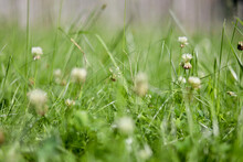 Grass And Clover Macro
