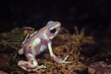 Wall Mural - dendrobates auratus albino closeup, dart frog dendrobates auratus albino