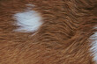 canvas print picture - Draufsicht auf ein braun weißes Hundefell. Bildhintergrund. Nahaufnahme, weich.