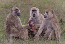 Baboon Mother And Baby