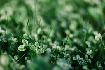 Green grass botany and nature landscaping for the home area, landscaping and taking care of nature and the environment