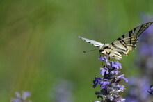 Scarce Swallowtail Butterfly In Nature Resting On A Flower