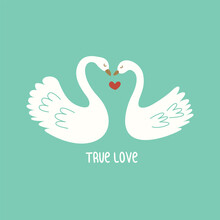 Two White Swans In Love. Inscription True Love. Colorful Vector Illustration Hand Drawn. Card Or Print. Pair Of Birds Symbolizing True Light Pure Feelings