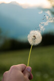 Fototapeta Dmuchawce - wind blowing away dandelion seeds in Tyrol