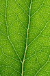 © NadiaA - green leaf close up macro