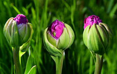 Wall Mural - Tulips of original shape with pale green and purple petals in the garden on a green blurred background. Natural texture and defects of unusual petals