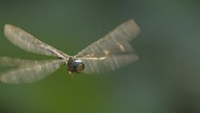 Dragonfly Mid Flight In A Forest Facing Camera With Green Background Flies Away