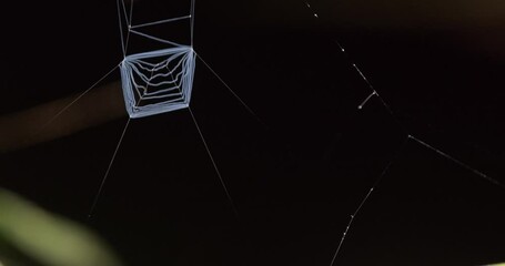 Wall Mural - Slider shot of a discarded Net of the Net Casting Spider with dark background
