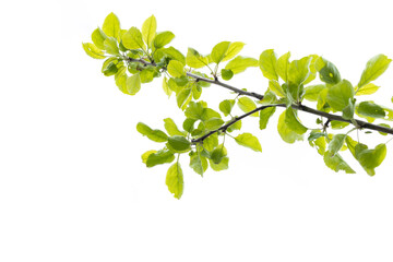 green leaves on branch of apple tree isolated on white background. leaf in spring season