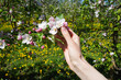 © VI Studio - Blossoming apple orchard in spring and young femele hand, close-up. Female manicure.