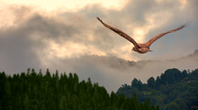 Red-tailed Hawk Flying Over The  Cloudy Sky And Pine Forest