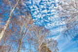 Fototapeta Na sufit - View of the tree tops from below against a blue sky with white clouds