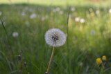 Fototapeta Dmuchawce - flowers in the field
