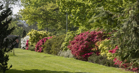 Wall Mural - Haie de rhododendrons et azalées au Parc du Thabor à Rennes