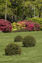 Wall Mural - Haie de rhododendrons et azalées au Parc du Thabor à Rennes