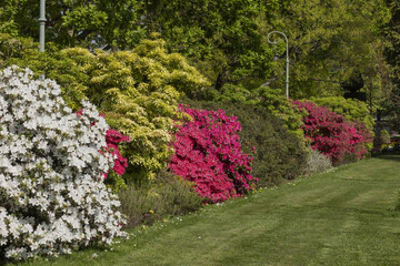 Wall Mural - Haie de rhododendrons et azalées au Parc du Thabor à Rennes
