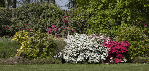 Wall Mural - Haie de rhododendrons et azalées au Parc du Thabor à Rennes