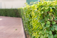 Hedgerow From Trimmed Green Shrubs Outdoors On Israeli Street