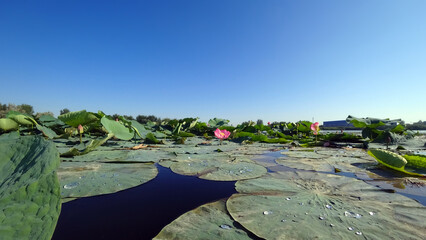 Pink lotuses bloomed in the pond. View of the mountains, blue sky, clouds, trees and houses. The pond is covered with lotuses. Huge green water lilies, drops on the leaves. Almaty, Kazakhstan.