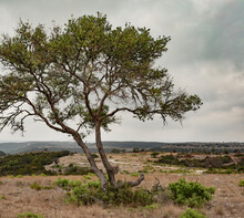 Texas Hill Country Mesquite Tree