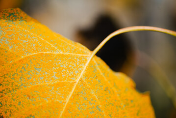 Sticker - Autumn leaves on the tree. Season of colorful foliage.	