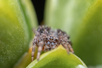 Wall Mural - beautiful spider is sitting in ambush on a green background