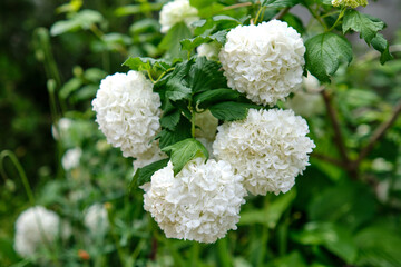 Wall Mural - White peonies in the garden