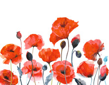 Watercolor Red Poppies. Composition Of Red Poppies On A White Background