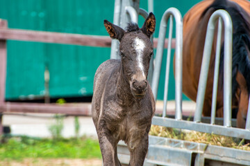 foal  in stable