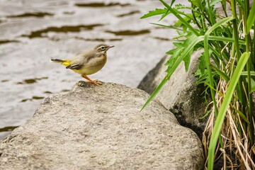Wall Mural - A young bird, the grey wagtail, perching on a grey stone by a river. Water in the background. Green grass growing on the bank.