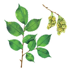 watercolor european white elm or fluttering elm branch and fruits. ulmus laevis isolated on white ba