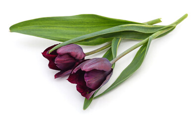 Sticker - Two dark tulips.