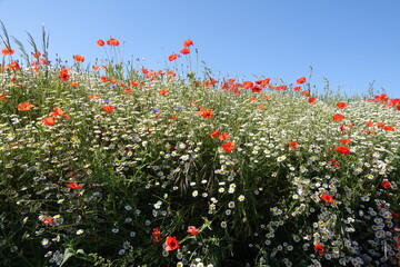 Poster - Mohn und Kamille an einem Feldrand