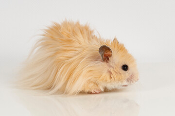 Sticker - fluffy Syrian hamster on a light background