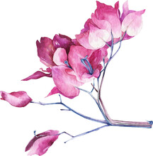 Watercolor Feathers And Leaves