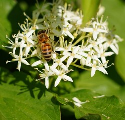 Canvas Print - bee on a flower