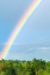 green treetops and beautiful rainbow on blue sky.