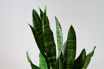 Small and large green striped leaves of sansevieria zeilanik against a uniformly gray wall. Indoor plant Sansevieria Zeylanica. Home gardening.