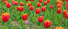 Red Flowers Of Fresh Holland Tulips In Field