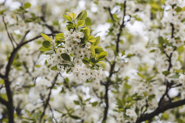 Banner. Macro photography. Spring, nature wallpaper. Plum blossoms in the garden. Blooming white flowers on the branches of a tree. Blurred background. Bokeh.