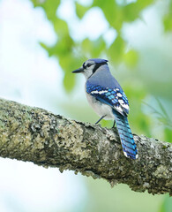 Wall Mural - blue jay standing on the tree branch in spring