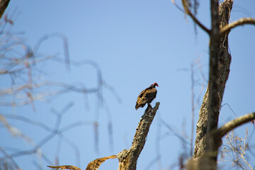 buzzard bird on a tree