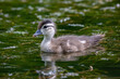 baby wood duck swimming in water