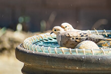 A Pair Of Mourning Doves (Zenaida Macroura) Bathing In A Water Fountain, San Francisco Bay Area, California