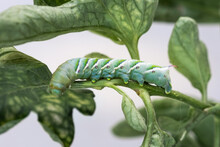 Close Up Of Tobacco Hornworm Caterpillar (Manduca Sexta) Feeding On A Tomato Leaf; California
