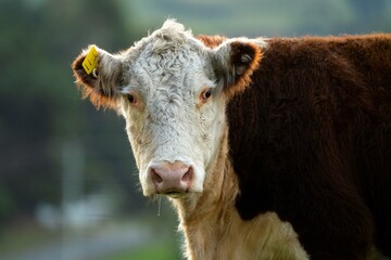 Wall Mural - Portrait of Hereford cow in a field on a agricultural farm looking at camera. Sustainable beef cows