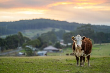 Portrait of Hereford cow in a field on a agricultural farm looking at camera. Sustainable beef cows