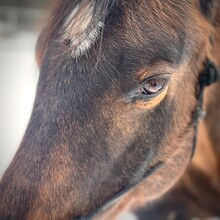  Close-up Of A Quarter Horse