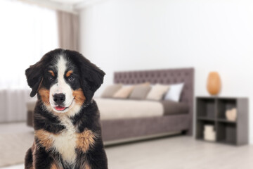 Wall Mural - Adorable puppy in bedroom, space for text. Pet friendly hotel